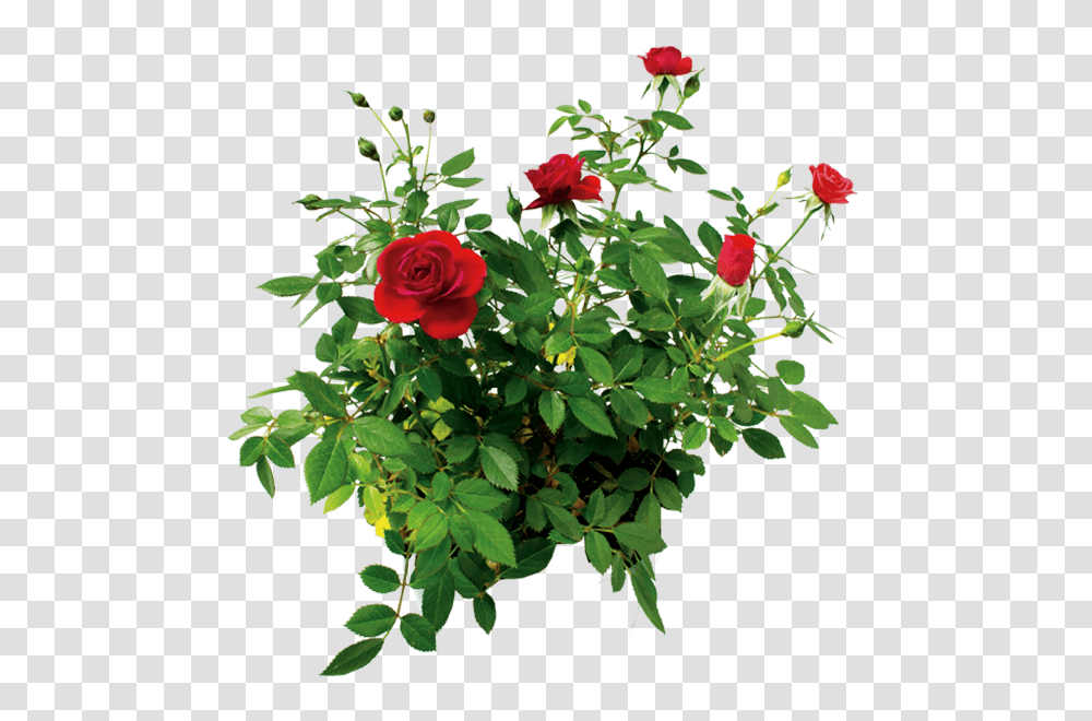 Rose Flower Rose Bush Background, Plant, Blossom, Flower Arrangement, Flower Bouquet Transparent Png