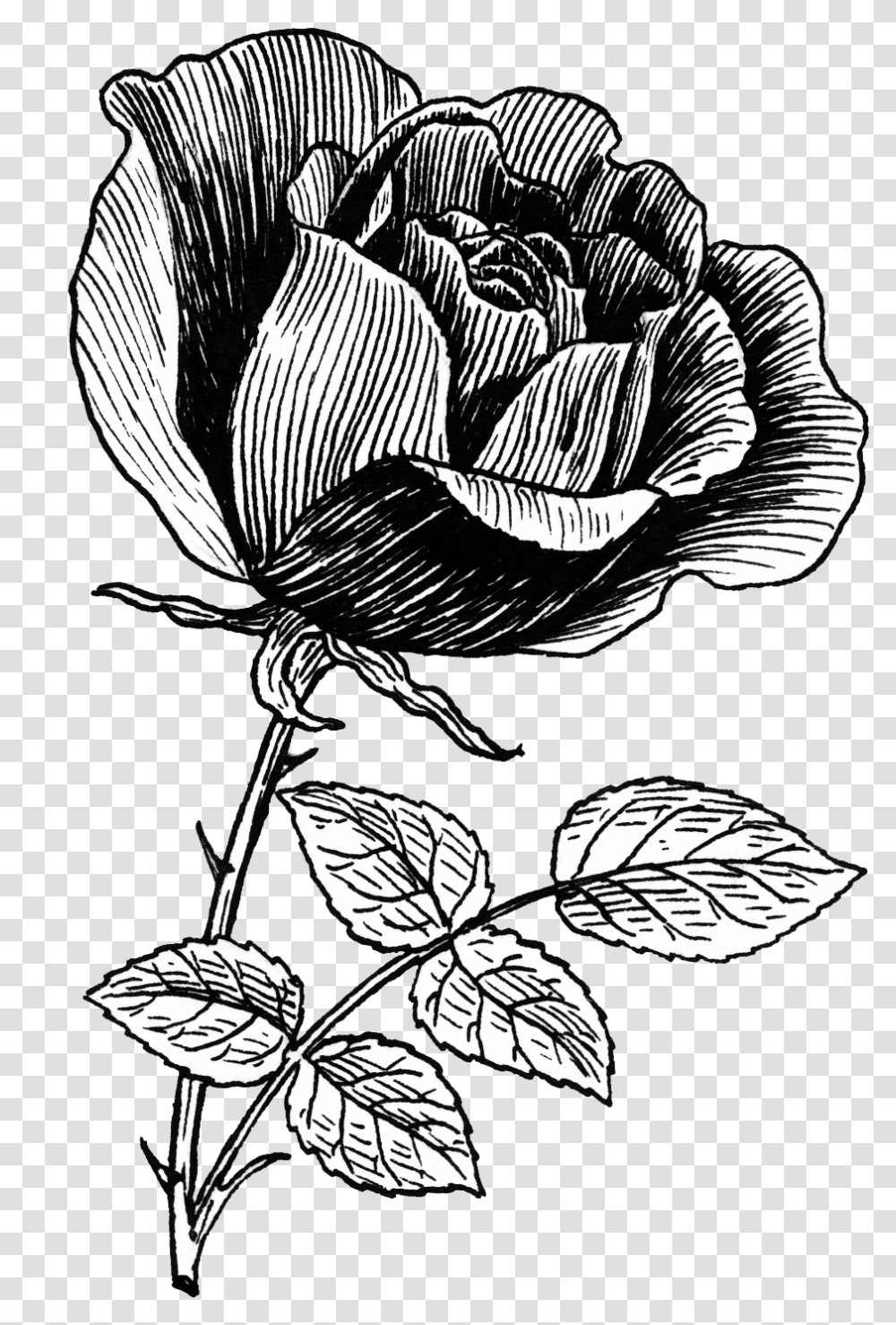 Rose Flower Rose Line Art, Plant, Vegetable, Food, Blossom Transparent Png