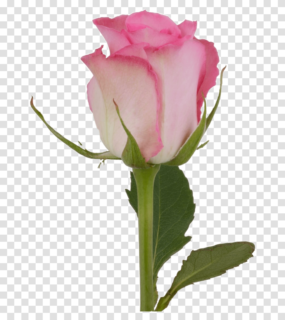 Rose Flower Rosebud Freetoedit Garden Roses, Plant, Blossom Transparent Png