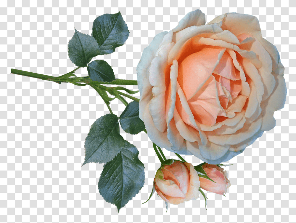 Rose Flower Stem Cut Out Bloom Isolated Perfume Garden Roses, Plant, Blossom, Petal, Leaf Transparent Png