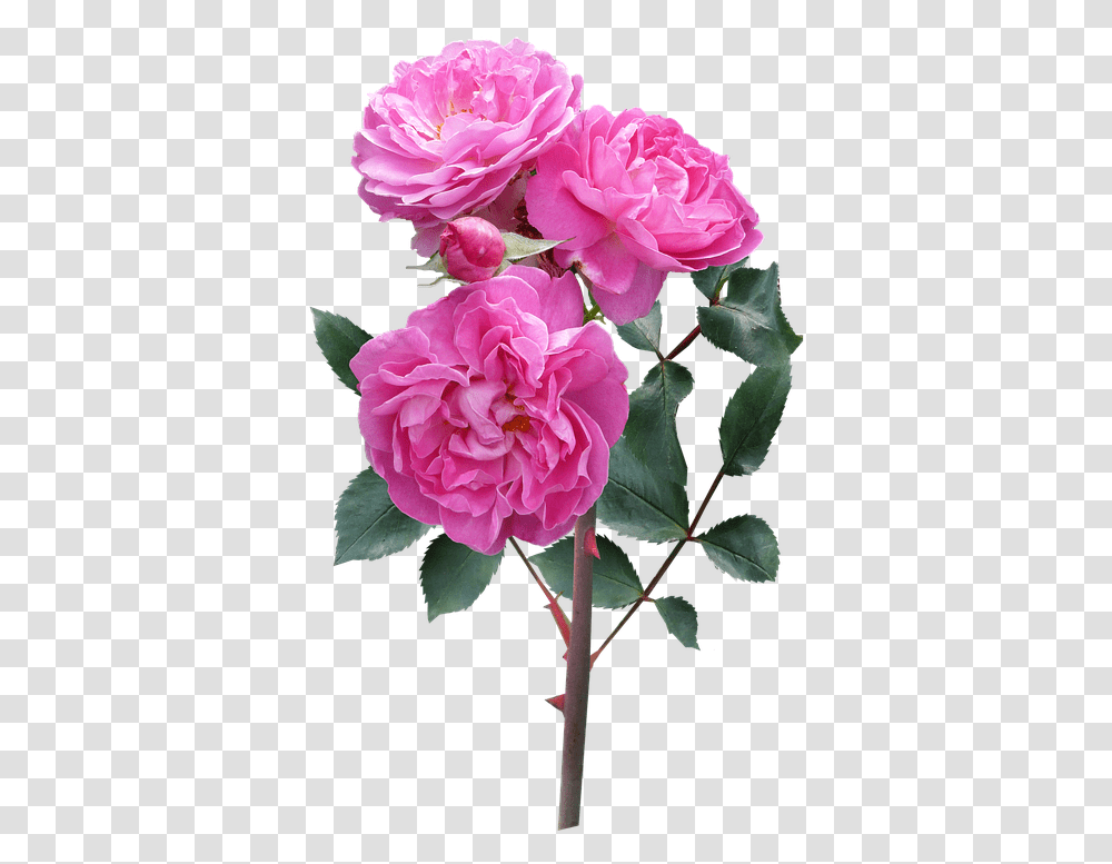 Rose Flower Stem Deep Pink Blooms Flowers With Stem, Plant, Blossom, Geranium, Carnation Transparent Png