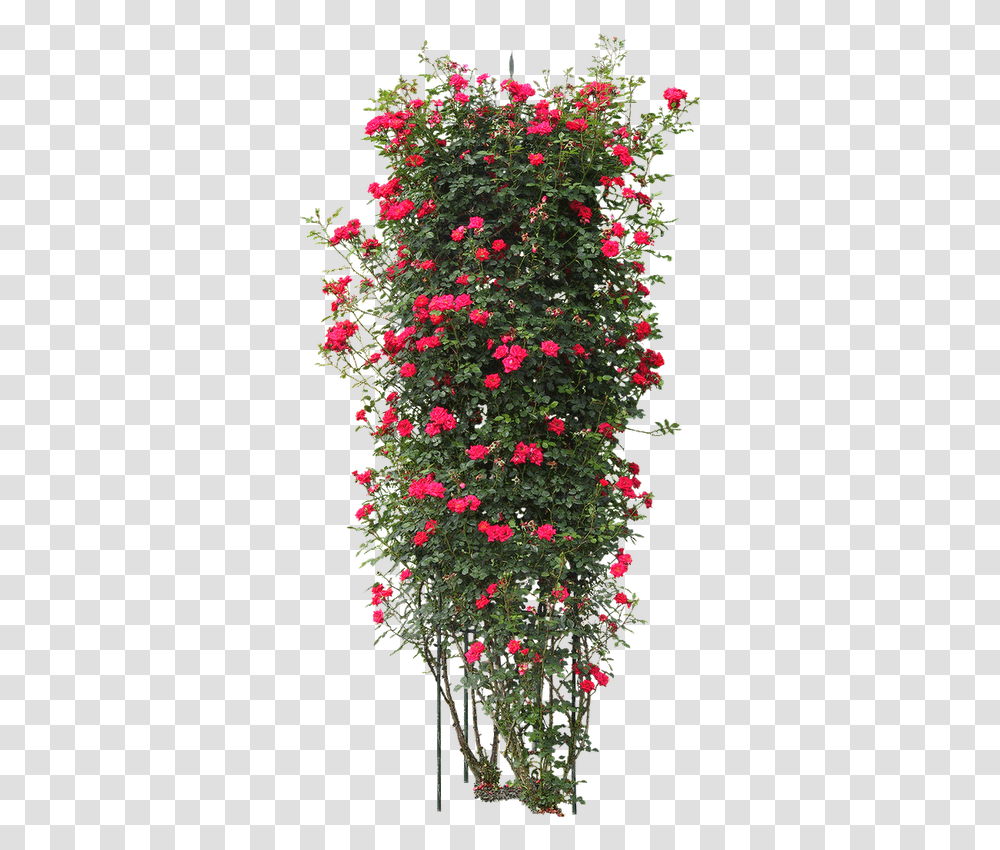 Rose Flower Tree, Geranium, Plant, Christmas Tree, Potted Plant Transparent Png