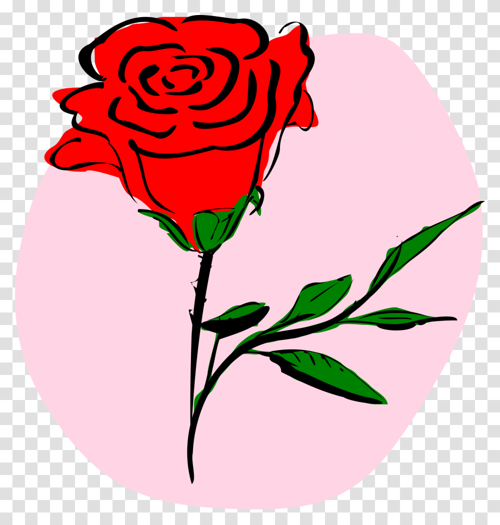 Rose Flower Vector Images Pictures, Plant, Blossom, Petal, Flower Arrangement Transparent Png