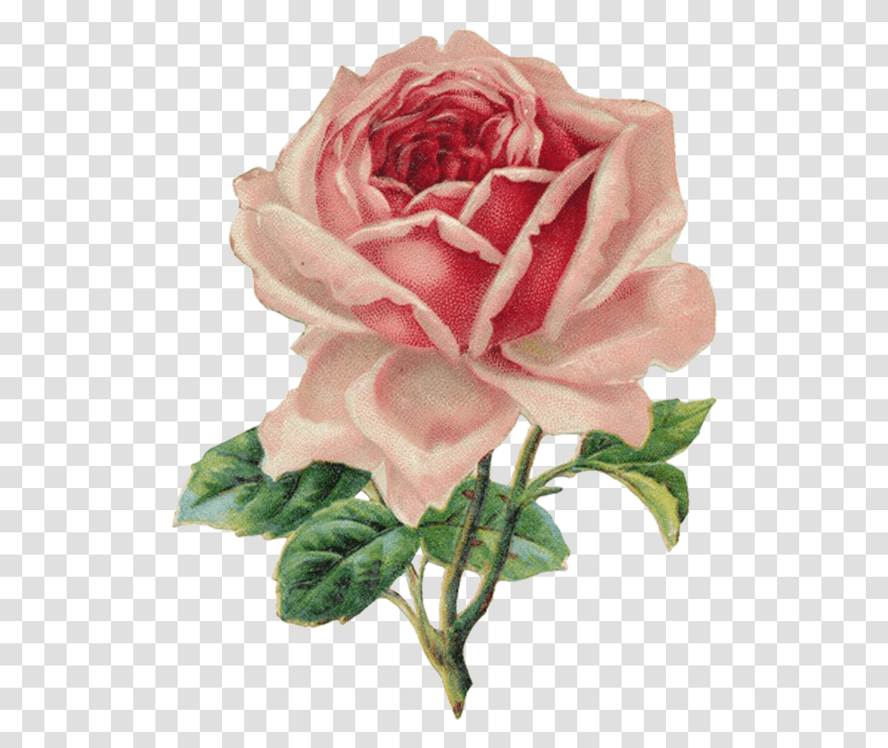 Rose Flower Vintage Illustration Vintage Rose Clip Art, Plant, Blossom, Petal, Carnation Transparent Png