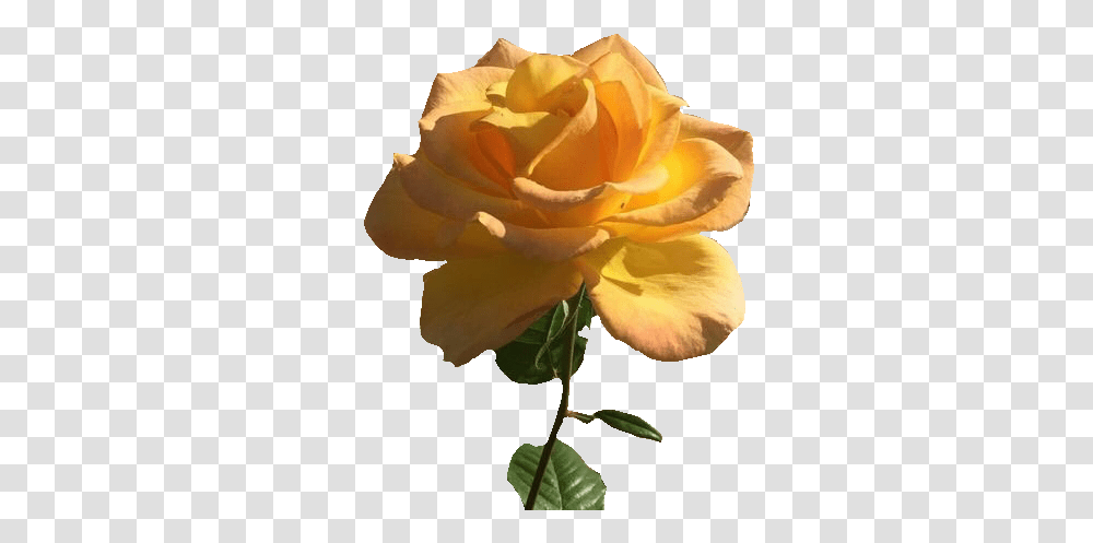 Rose Flower Vintage Yellowrose Yellowflower Aesthetic Yellow Flower, Plant, Blossom, Petal, Acanthaceae Transparent Png