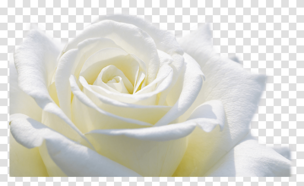 Rose Flower Wallpaper Flower Image Download, Plant, Blossom, Petal, Photography Transparent Png