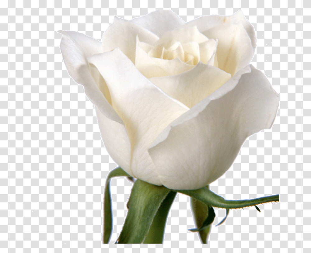 Rose Flower White Wallpaper White Roses Download 800 Heart Touching Good Morning Love Quotes, Plant, Blossom, Petal Transparent Png