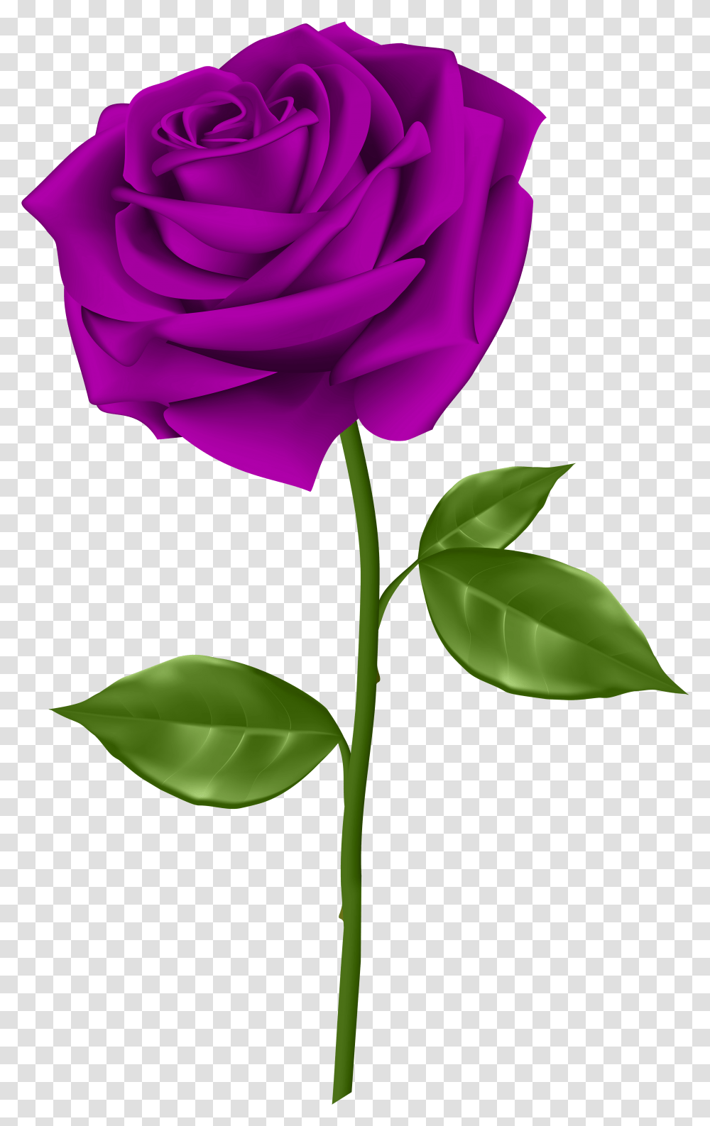 Rose Flowers Blue Roses Wallpaper Rose Images Background Purple Rose Clipart, Plant, Blossom Transparent Png