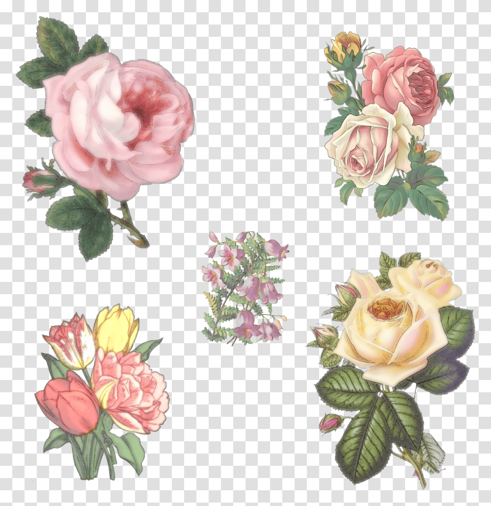 Rose Flowers Campanula Free Photo Aesthetic Flower, Plant, Blossom, Carnation, Peony Transparent Png