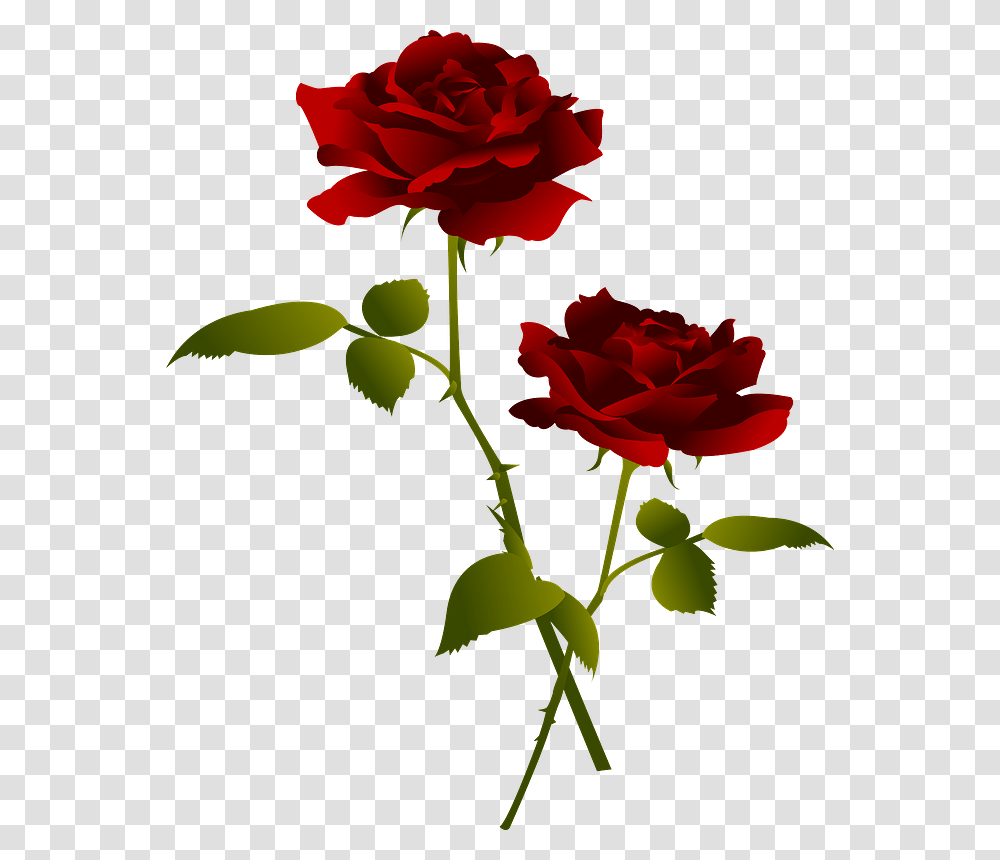 Rose Flowers Clipart, Plant, Blossom, Carnation Transparent Png