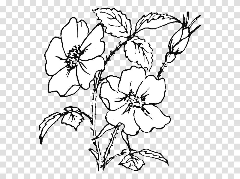 Rose Flowers Coloring Pages, Plant, Blossom, Geranium, Painting Transparent Png