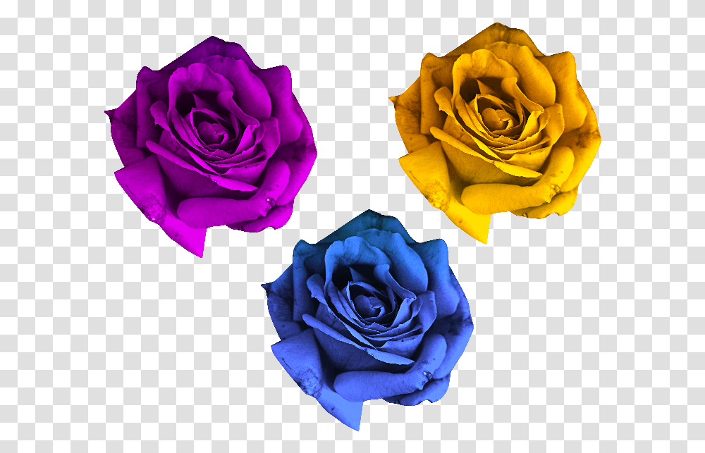 Rose Flowers Free Flowers For Photo Shop, Plant, Blossom, Petal Transparent Png