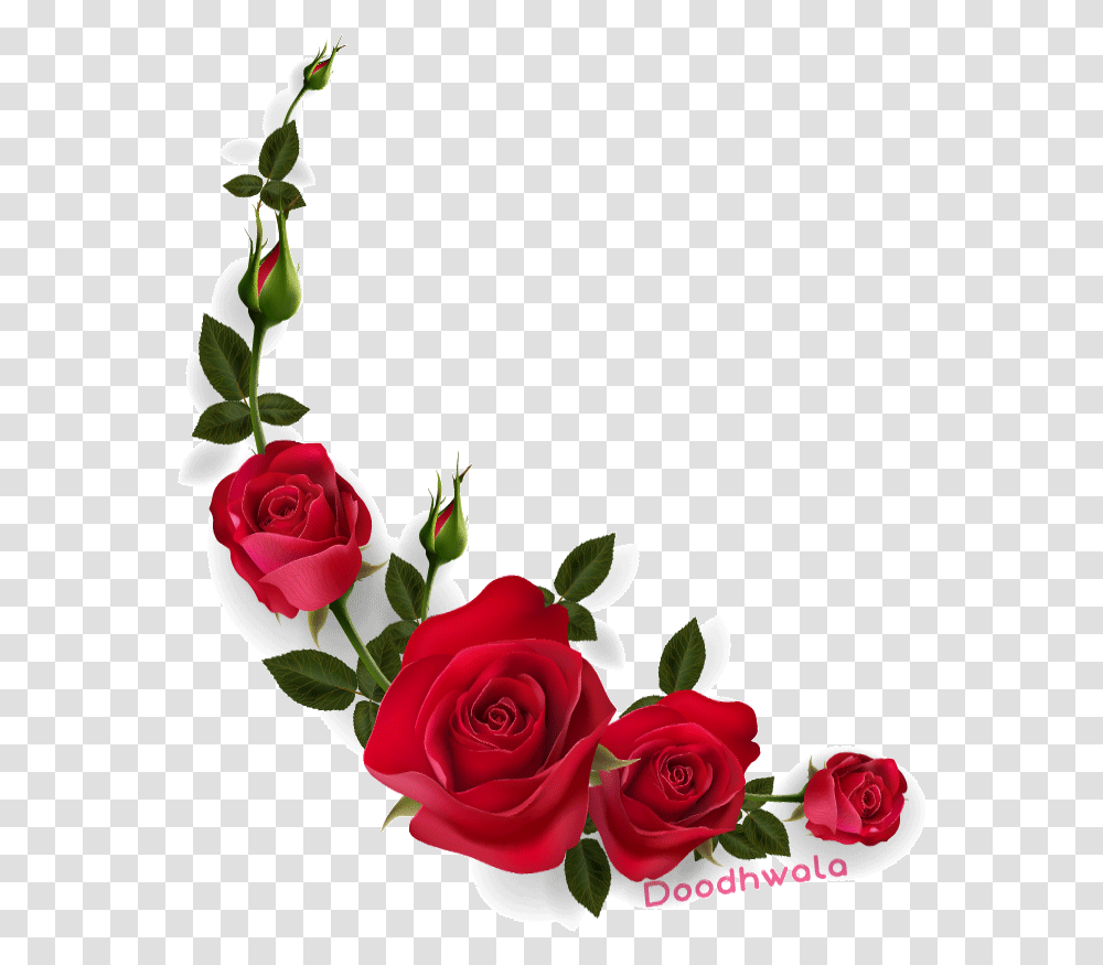 Rose Flowers Gif, Plant, Blossom, Flower Arrangement, Flower Bouquet Transparent Png