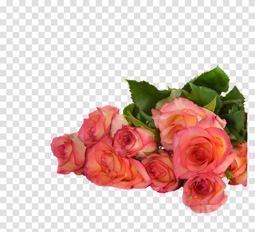 Rose Flowers Nature Free Photo On Pixabay Rose Flowers With Background, Plant, Blossom, Flower Bouquet, Flower Arrangement Transparent Png