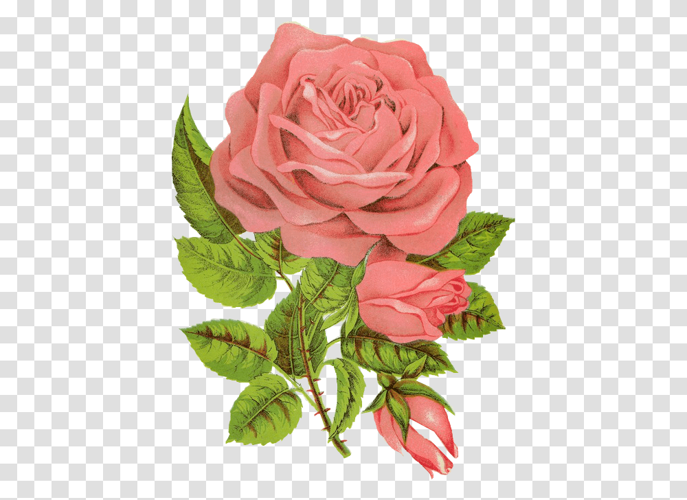 Rose Followers, Flower, Plant, Blossom, Vase Transparent Png