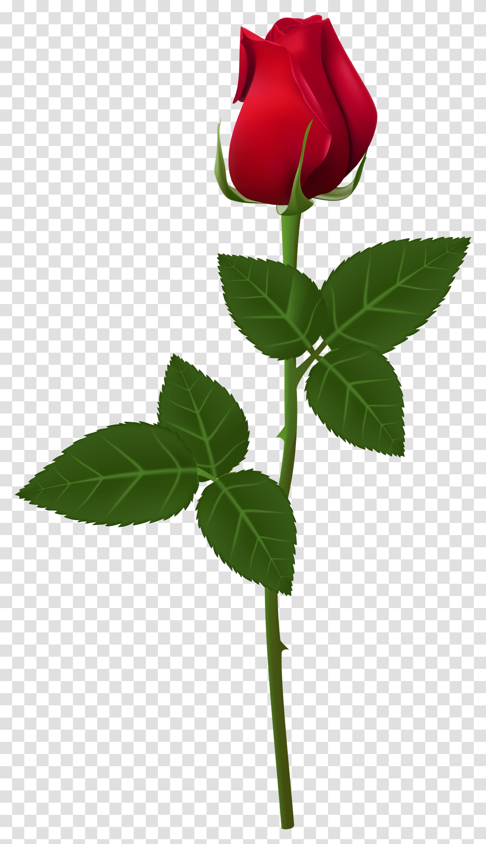 Rose For Picsart, Leaf, Plant, Flower, Blossom Transparent Png