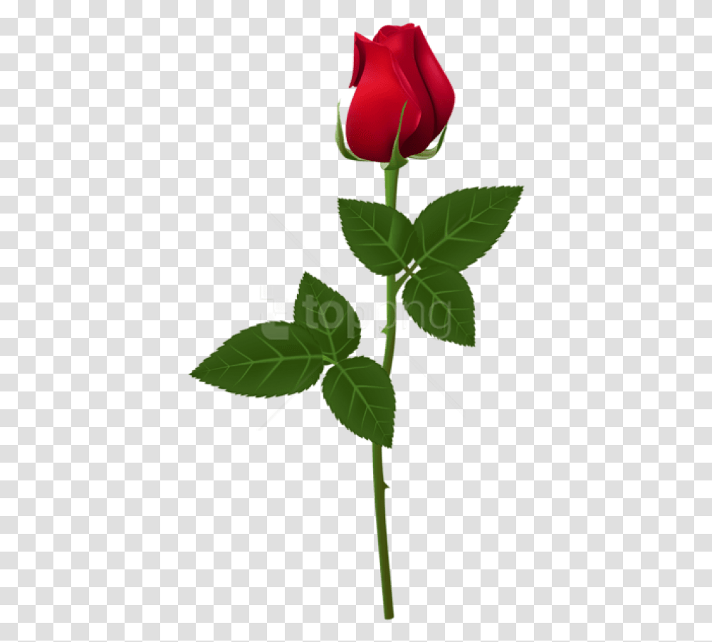 Rose For Picsart, Plant, Flower, Blossom, Leaf Transparent Png