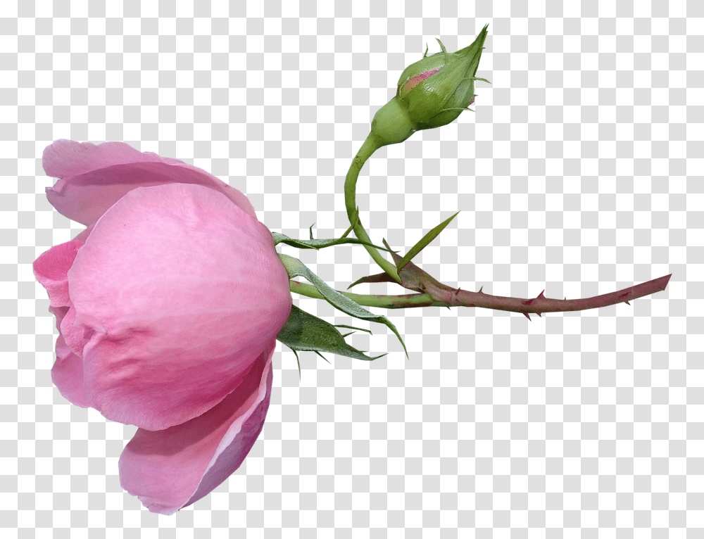 Rose Fragrant Perfume Bud Stem Flower Garden Garden Roses, Plant, Blossom, Sprout, Petal Transparent Png