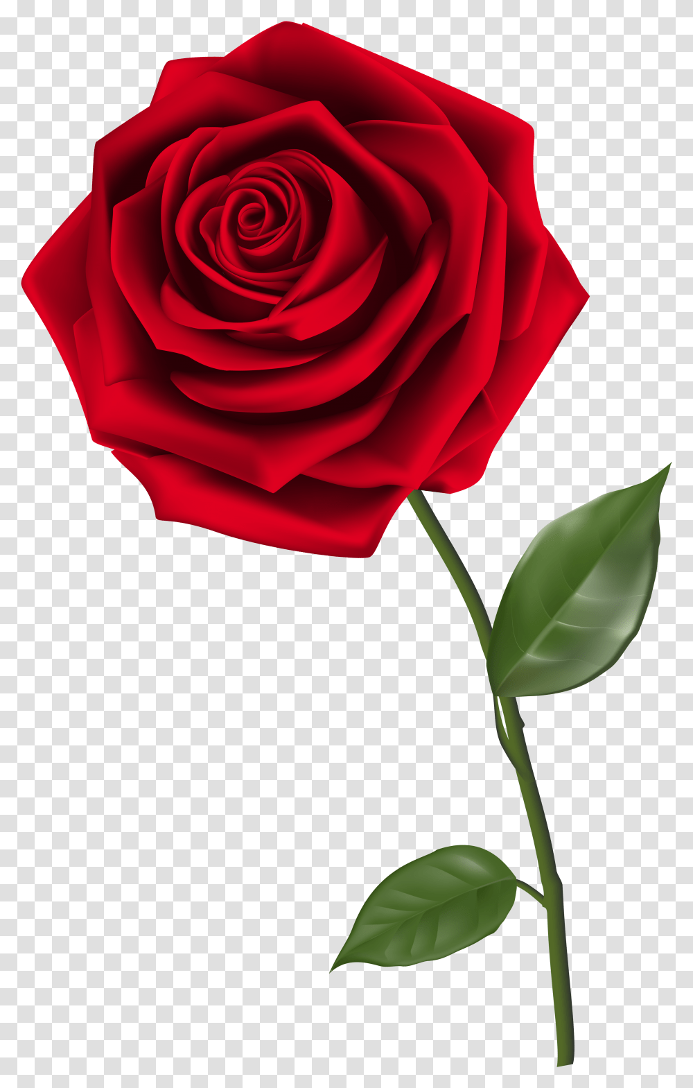 Rose Free Background Red Rose, Plant, Flower, Blossom, Petal Transparent Png