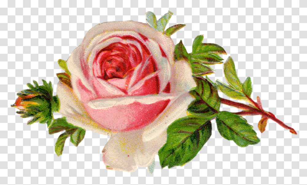 Rose Free Clipart Single, Flower, Plant, Blossom Transparent Png