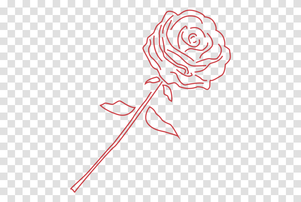 Rose Garden Roses, Plant, Cupid Transparent Png
