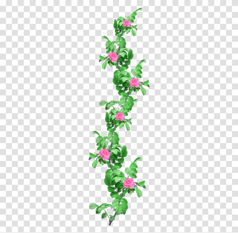 Rose Garland Flower Vine Images Hd, Plant, Blossom, Acanthaceae, Geranium Transparent Png