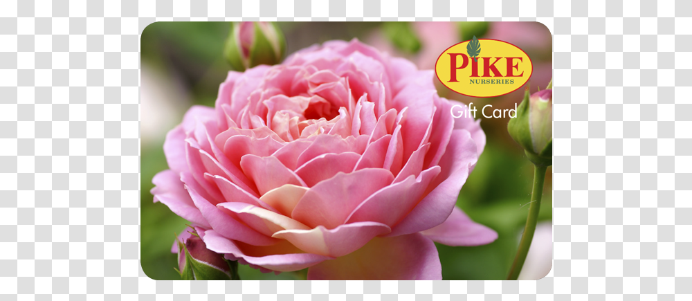 Rose Gift Card Hybrid Tea Rose, Plant, Flower, Blossom, Petal Transparent Png