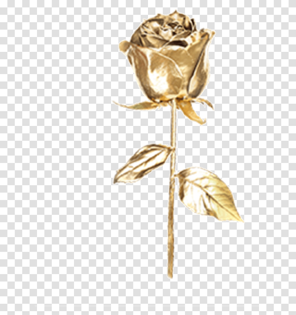 Rose Gold Goldenrose Goldrose Pretty Freetoedit Aesthetic Stickers Rose Gold, Flower, Plant, Blossom, Flare Transparent Png