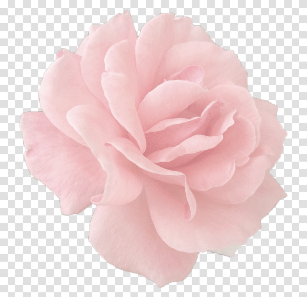 Rose Gold Rose, Flower, Plant, Blossom, Carnation Transparent Png