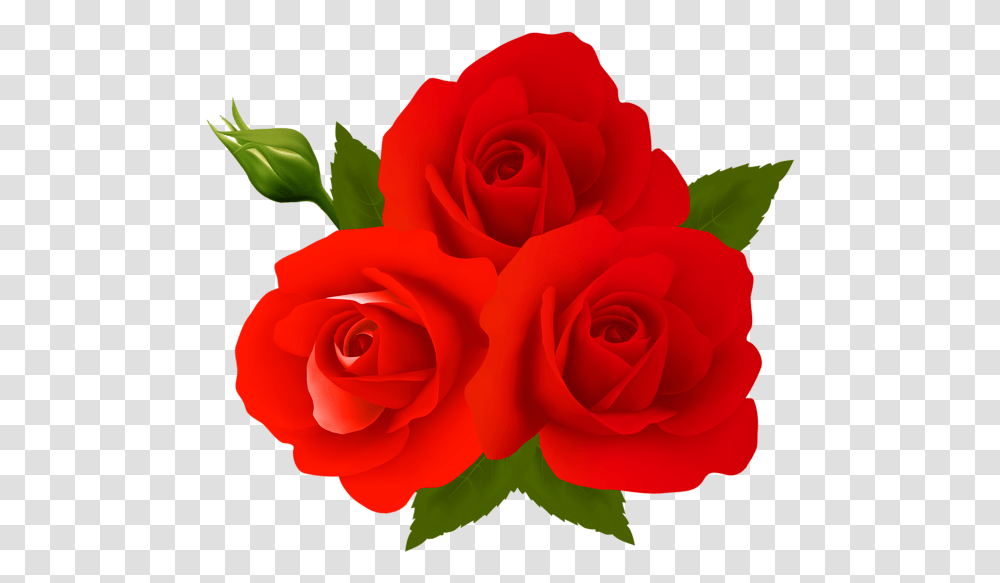 Rose Gulab Ka Phool Download, Flower, Plant, Blossom, Petal Transparent Png