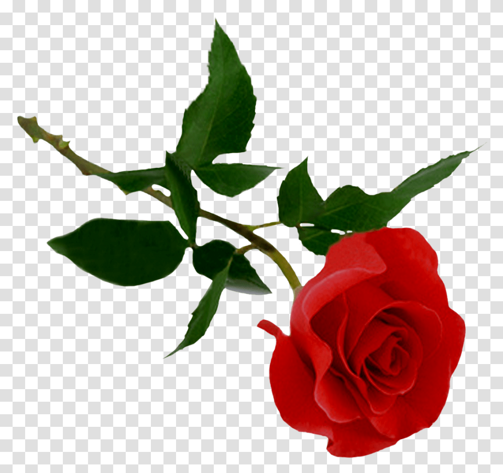 Rose Hd, Flower, Plant, Blossom, Petal Transparent Png