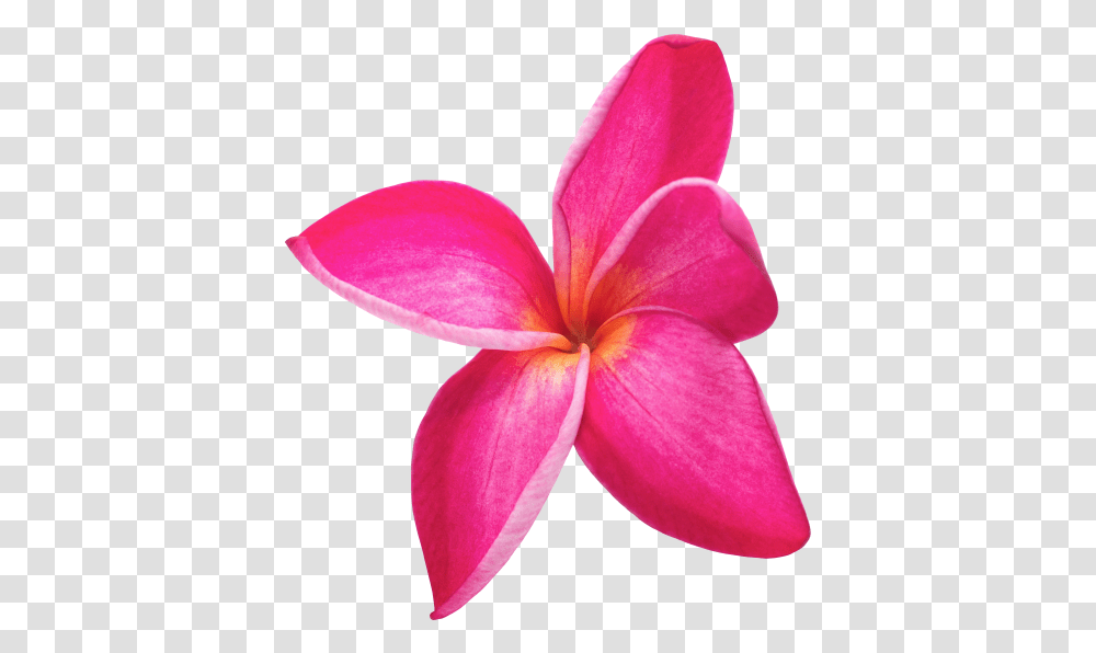 Rose Hd Image Free Picture Download Flor Lilo Y Stitch, Petal, Flower, Plant, Blossom Transparent Png
