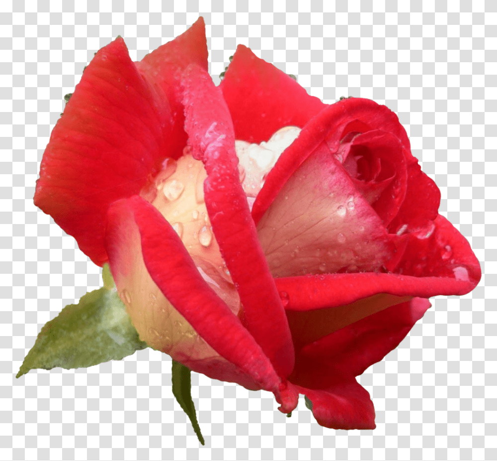 Rose Hd Pics Flowers, Plant, Blossom, Petal, Carnation Transparent Png