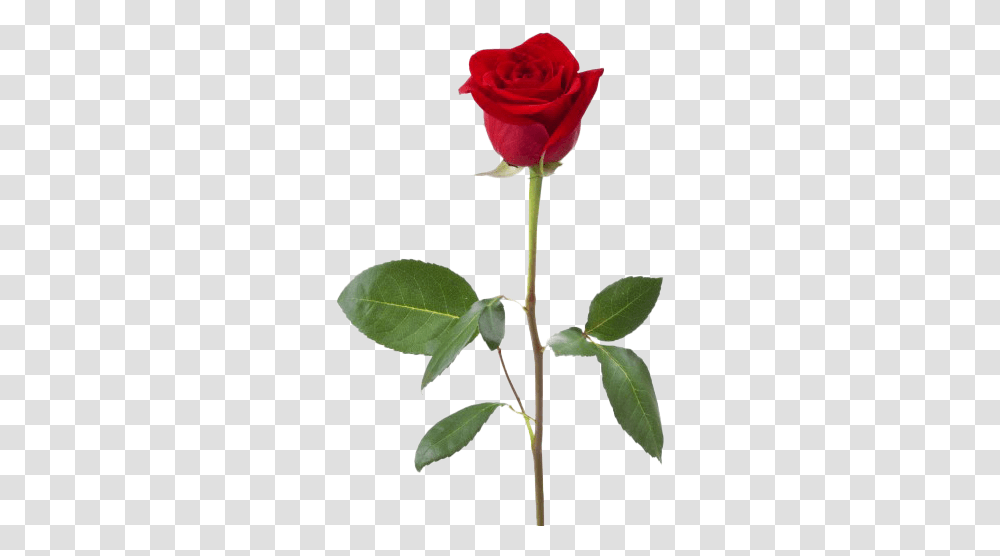 Rose Hd Quality In A Name Shakespeare, Plant, Flower, Blossom, Leaf Transparent Png