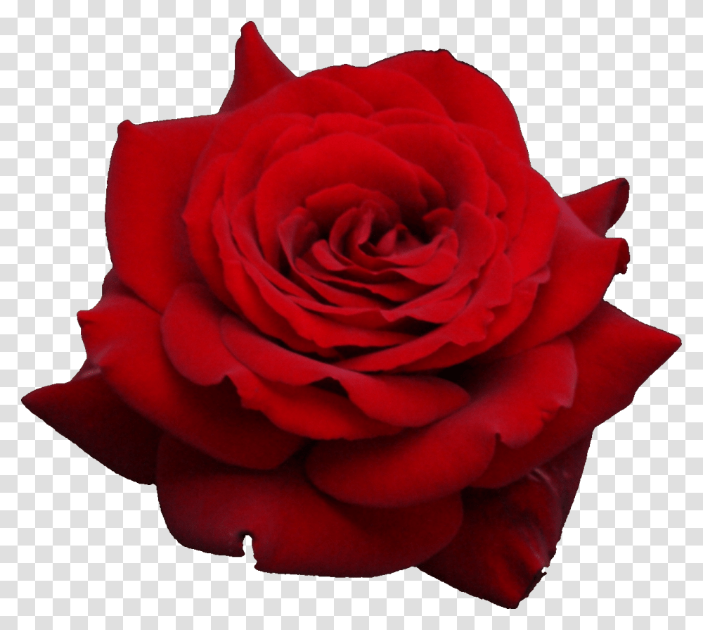 Rose Hd Rose Hd Images, Flower, Plant, Blossom, Petal Transparent Png
