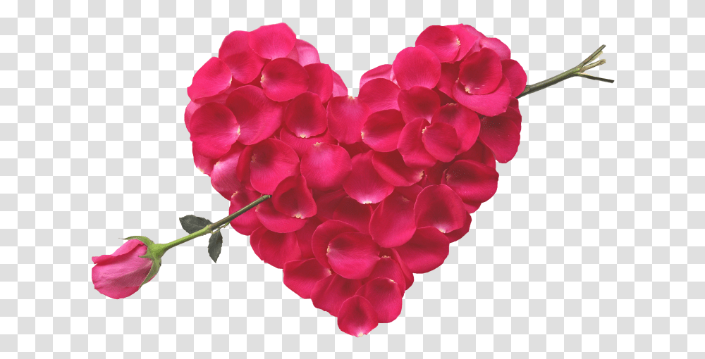Rose Heart And Arrow Red Rose Bokeh Hd, Geranium, Flower, Plant, Blossom Transparent Png