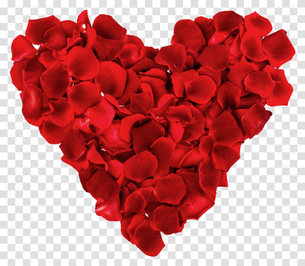 Rose Heart, Petal, Flower, Plant, Blossom Transparent Png