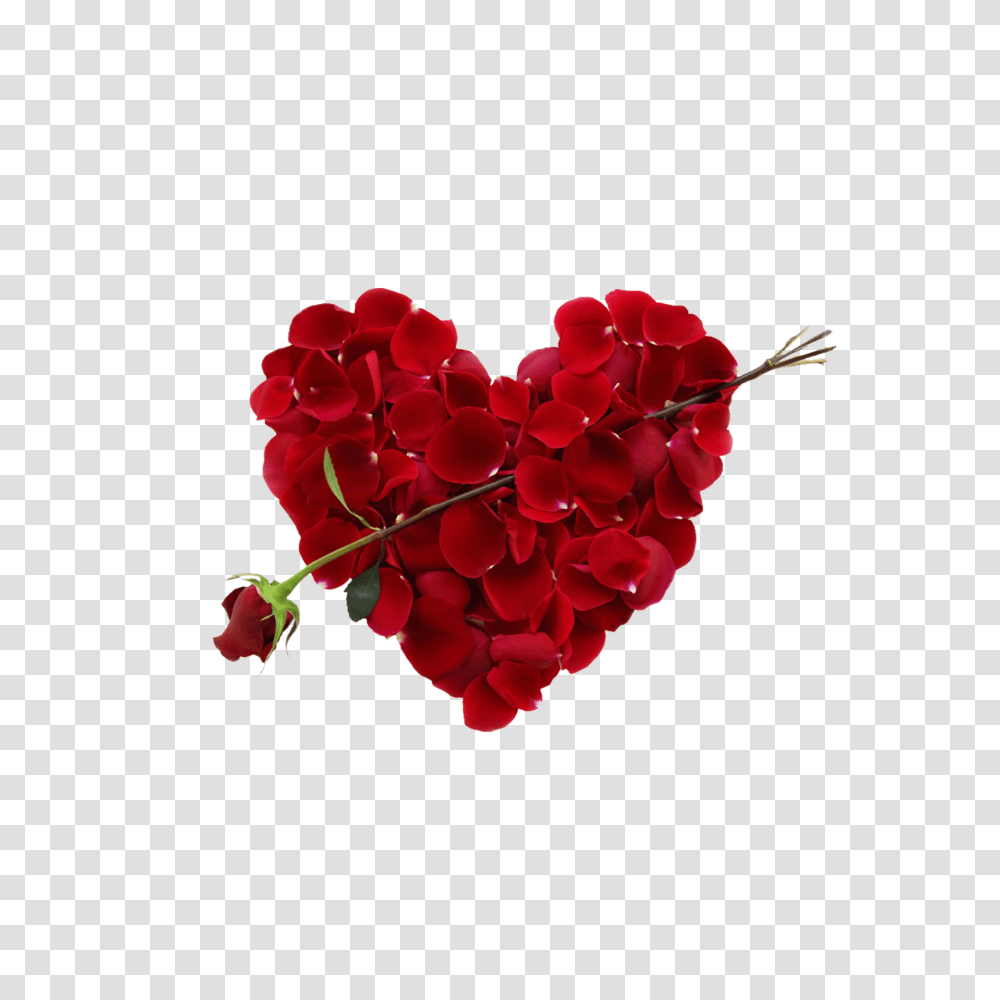 Rose Heart Picture Free Download Searchpngcom Romantic Happy Rose Day, Plant, Petal, Flower, Blossom Transparent Png
