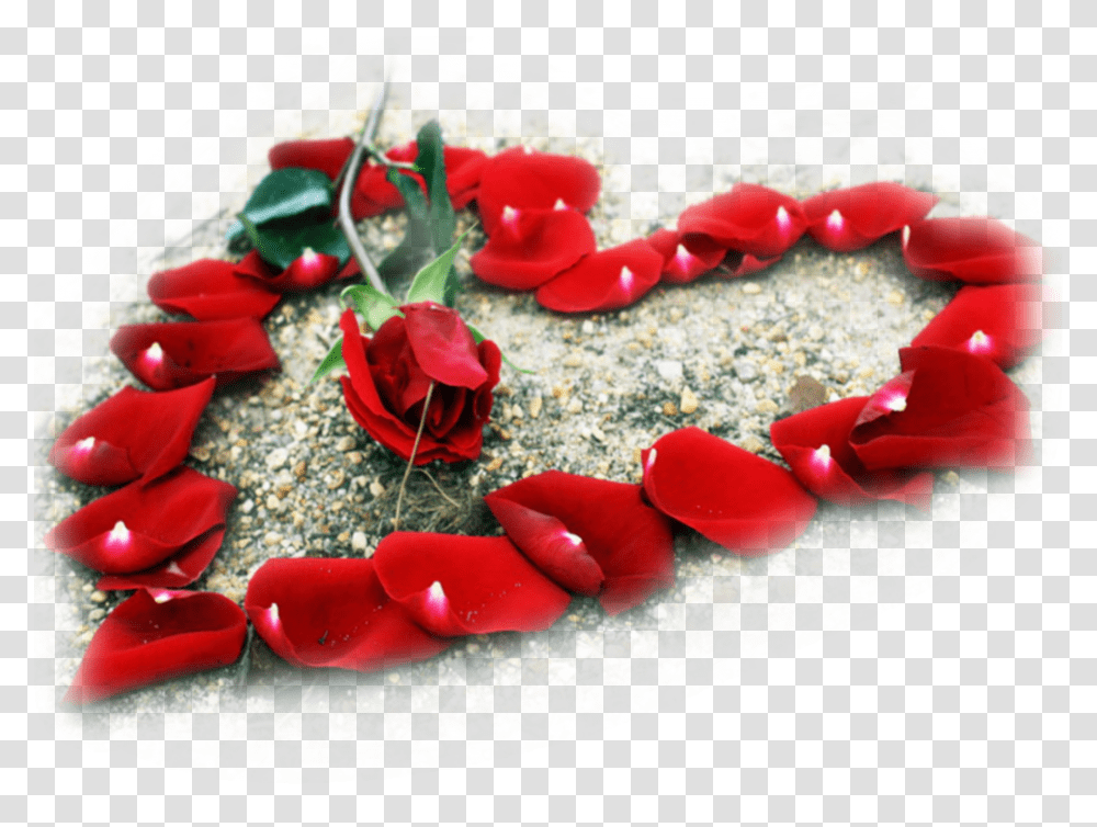 Rose Heart Red Rose My Love, Petal, Flower, Plant, Blossom Transparent Png
