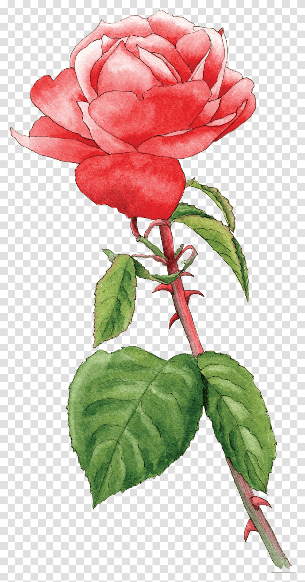 Rose Hot Chocolate Hybrid Tea Rose, Plant, Flower, Blossom, Acanthaceae Transparent Png