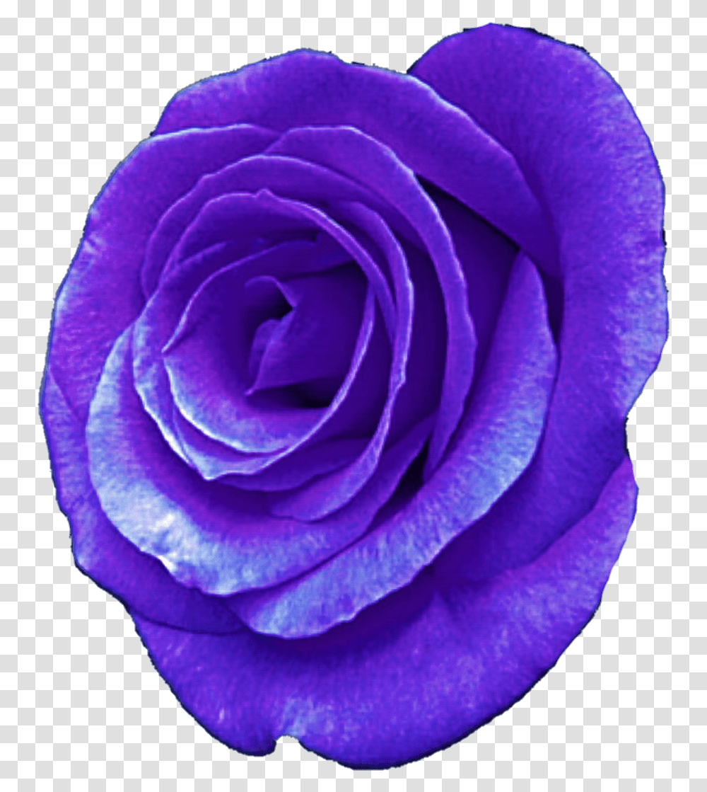 Rose Illustration, Flower, Plant, Blossom, Petal Transparent Png