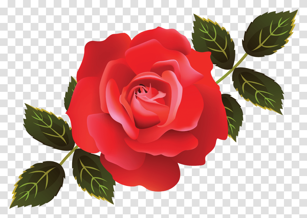 Rose Illustration Garden Roses Cabbage Rose Adobe Rose Illustration, Flower, Plant, Blossom, Petal Transparent Png