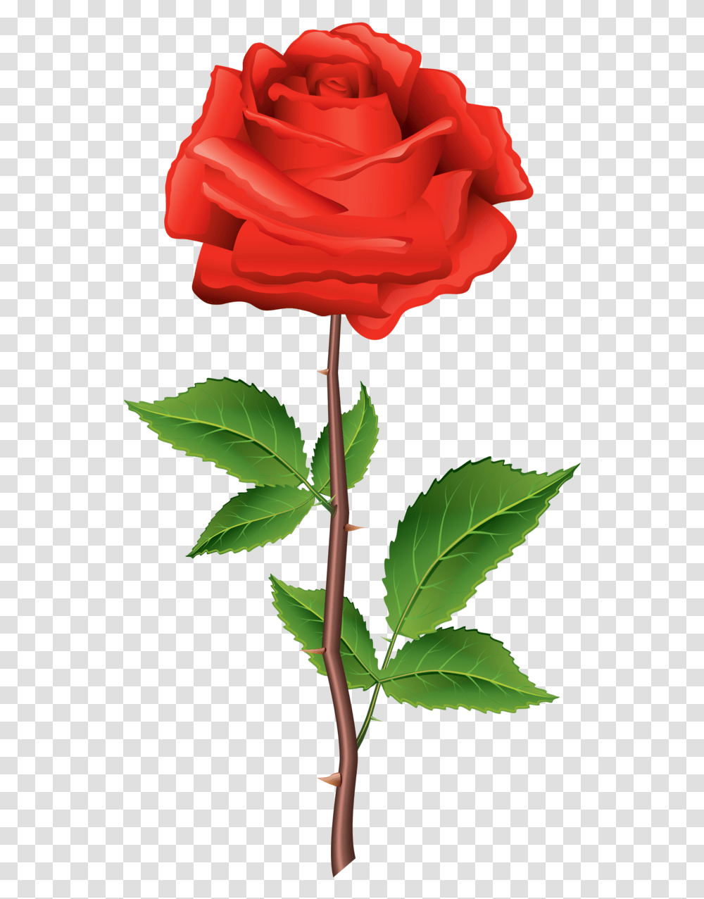 Rose Illustration, Plant, Flower, Blossom, Leaf Transparent Png