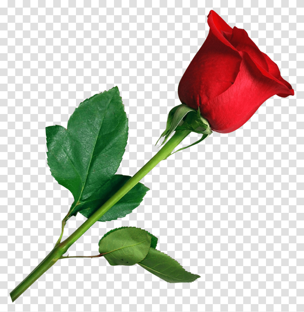 Rose Image Cb Rose, Flower, Plant, Blossom Transparent Png