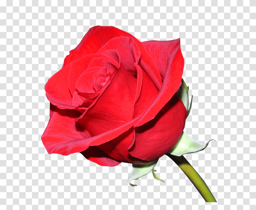 Rose Image, Flower, Plant, Blossom, Petal Transparent Png