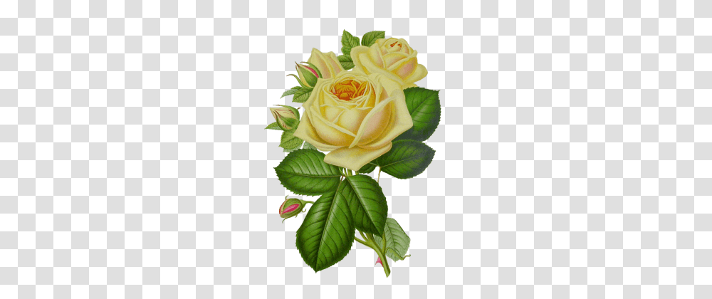 Rose Image Free Picture Download, Flower, Plant, Blossom, Petal Transparent Png