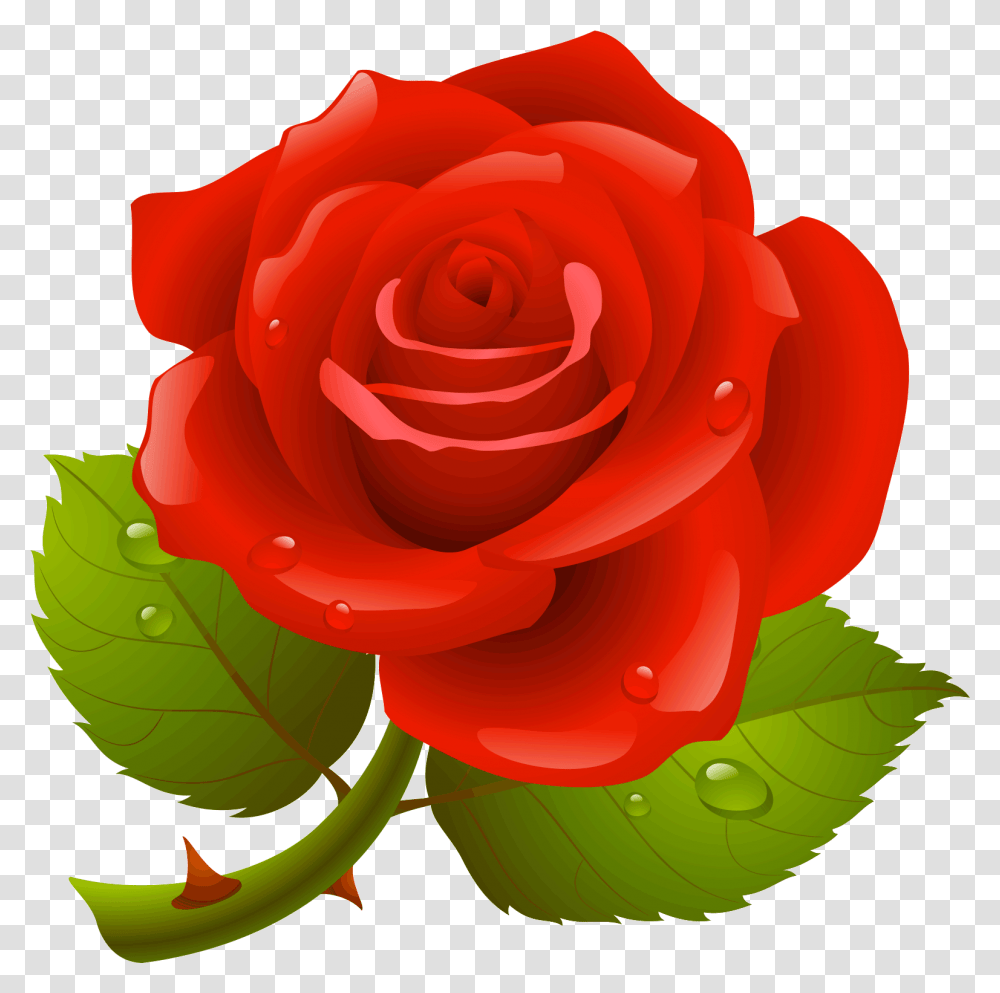 Rose Image Hd Download, Flower, Plant, Blossom, Petal Transparent Png