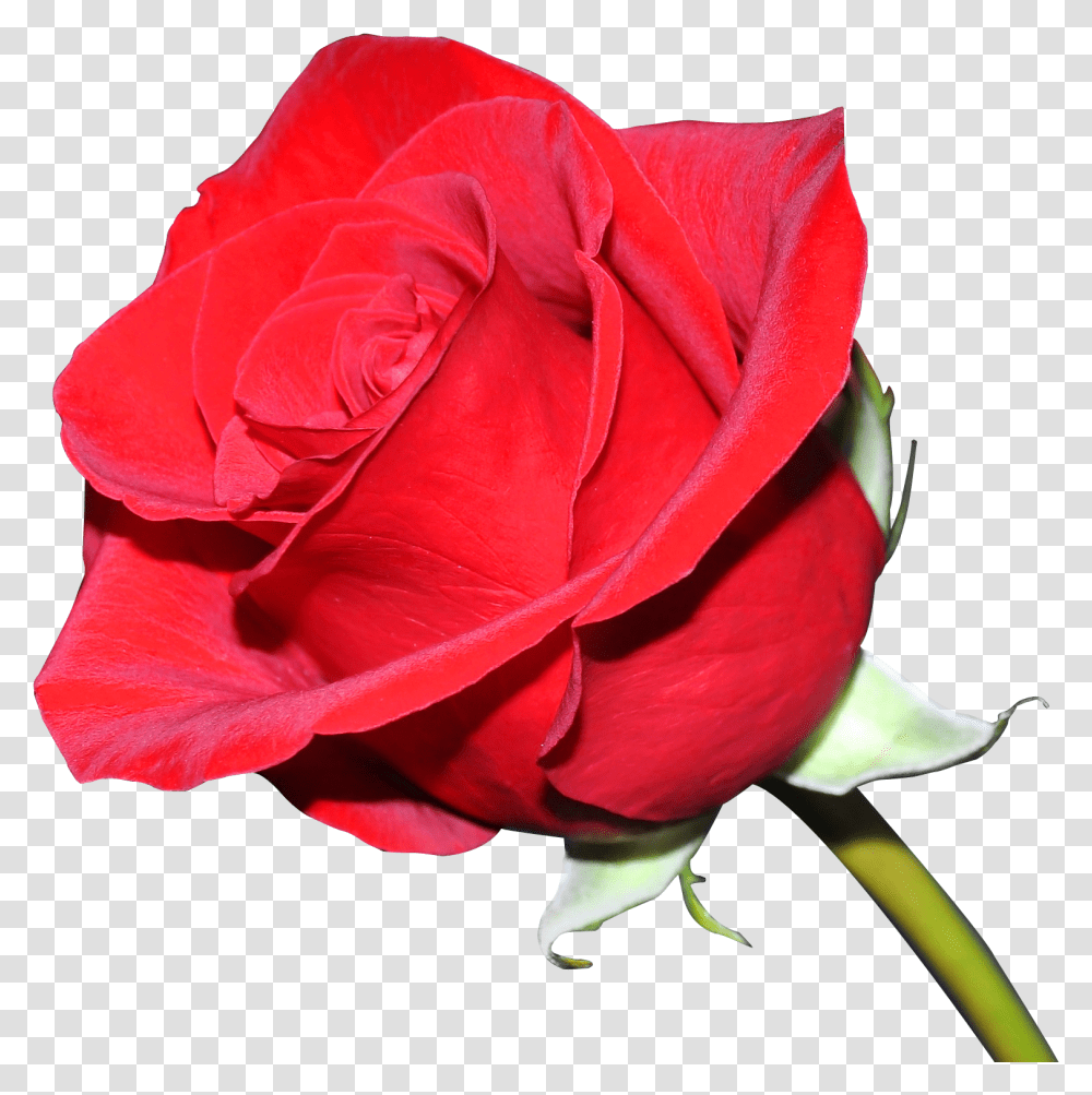 Rose Image Pngpix Rose Flower Background, Plant, Blossom, Petal,  Transparent Png