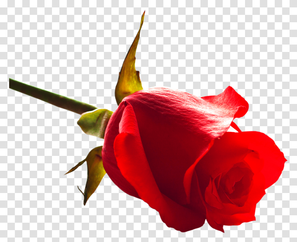 Rose Image Purepng Free Cc0 Image Rose, Plant, Flower, Blossom, Petal Transparent Png