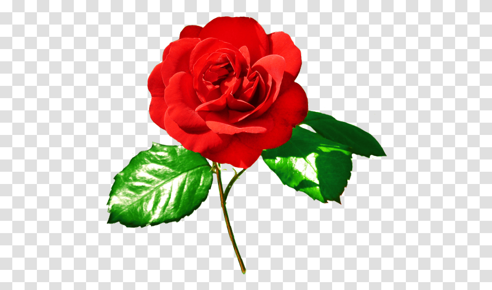 Rose Image Red Rose Red Rose With Green Leaves, Flower, Plant, Blossom, Petal Transparent Png